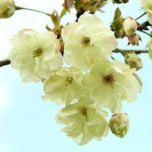 サクラ苗木 鬱金 桜 桜苗木 ウコン うこん 黄花 八重咲き 10sakura Sakai 010 Fleurtown吉本花城園 通販 Yahoo ショッピング