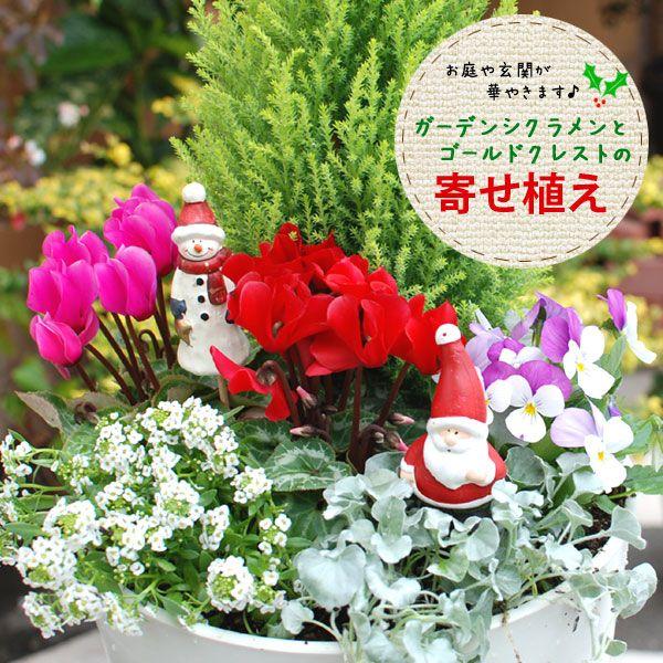 吉本花城園 ゴールドクレストとガーデンシクラメンのクリスマス寄せ
