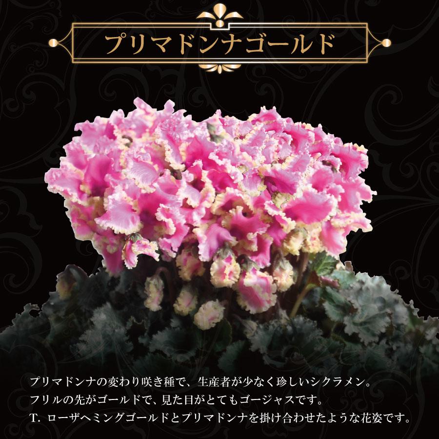 吉本花城園 シクラメン 6号鉢 贅沢すぎるプレミアムな花 大株 鉢植え