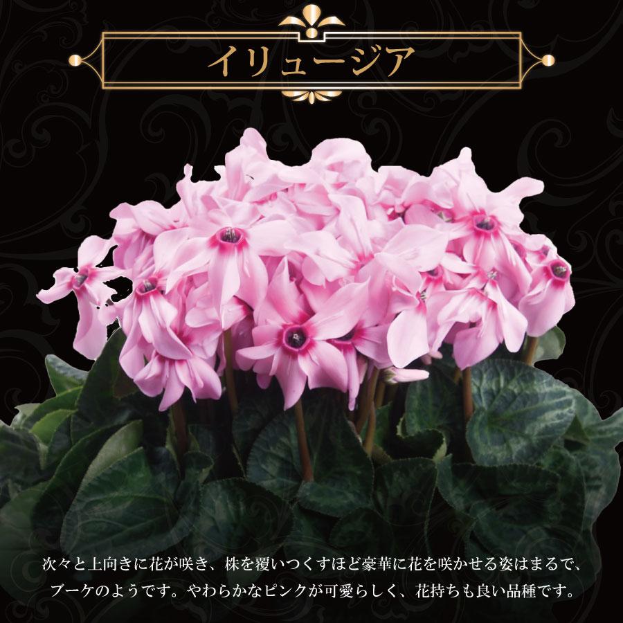 吉本花城園 シクラメン 6号鉢 贅沢すぎるプレミアムな花 大株 鉢植え