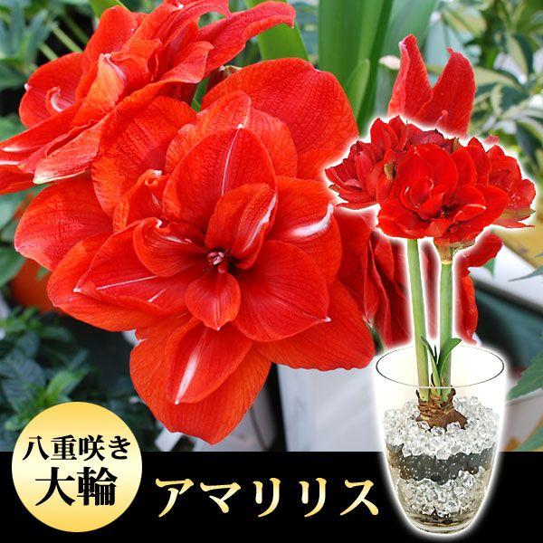 アマリリス 赤 大輪 花 ネギのような太い茎をもつアマリリス 今朝は赤色を手に取る 活け込みに