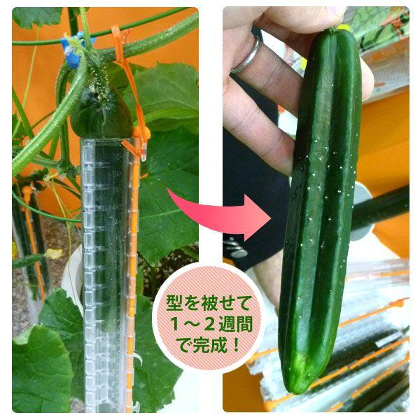 吉本花城園 家庭菜園用キュウリの型 デコきゅう ハート＆星