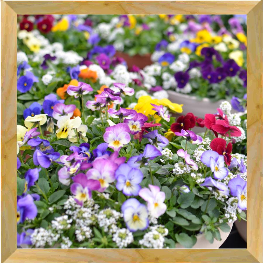 レンガ調タイル(パンジー)デコパージュ　ビオラ　花柄　花　花柄雑貨　キッチン雑貨 吉本花城園 【12月下旬から順次発送】寄せ植え ひみつのビオラと