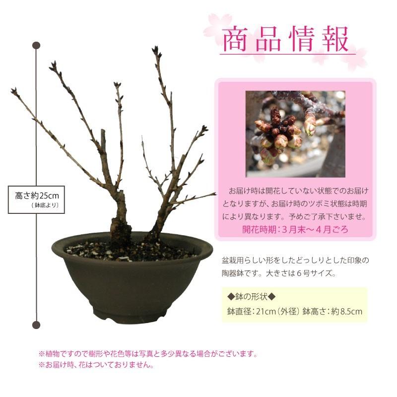 桜盆栽 さくら 桜 特上株 6号 陶器鉢 自宅でお花見さくら盆栽♪ 無料ラッピング対応 プレゼント にも｜kajoen｜03