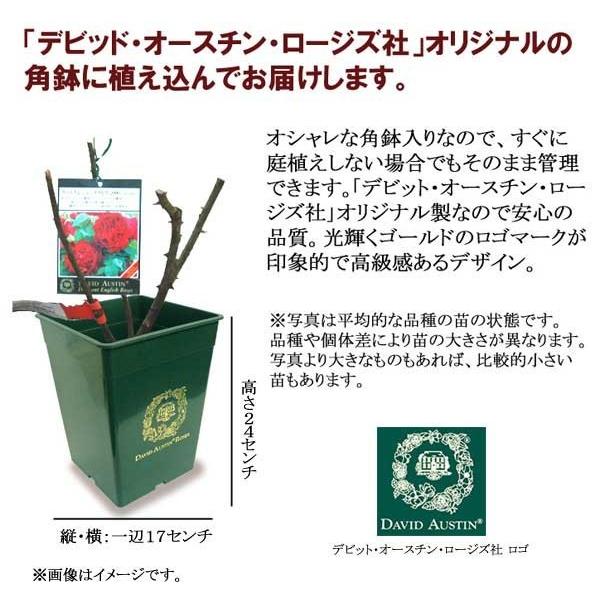 吉本花城園 バラ苗 イングリッシュローズ大苗 ジェームズ・L
