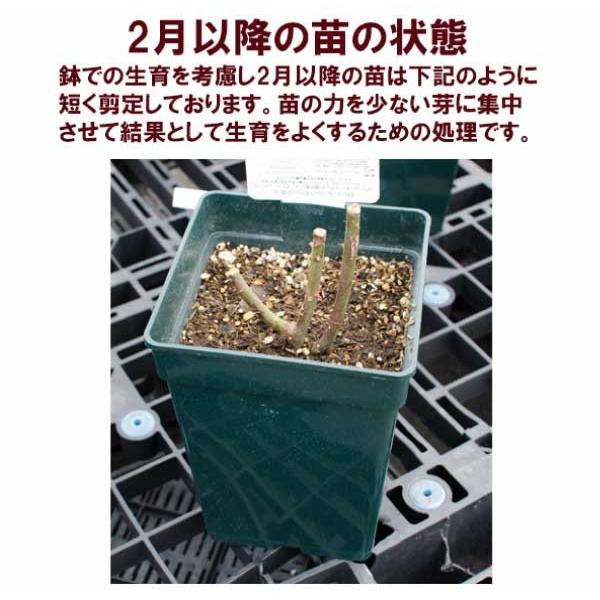 吉本花城園 【2024年入荷なし】 バラ苗 イングリッシュローズ大苗