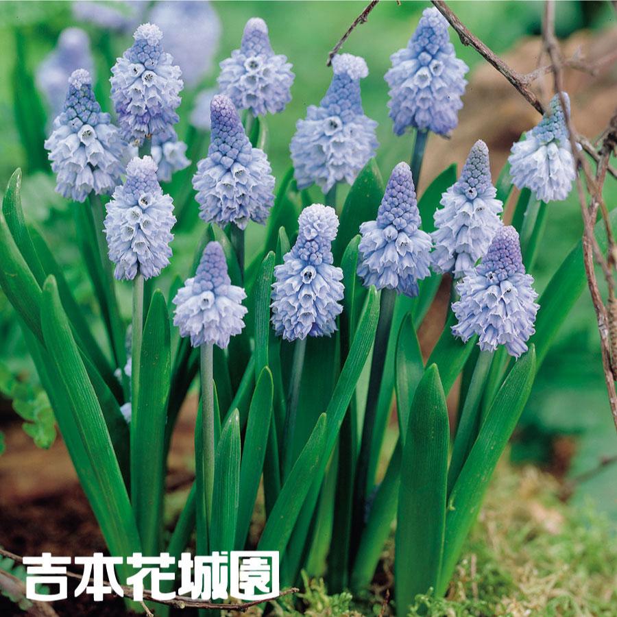 ムスカリ球根 アズリュームブルー 5球セット 予約品 18kyuukon601 Fleurtown吉本花城園 通販 Yahoo ショッピング