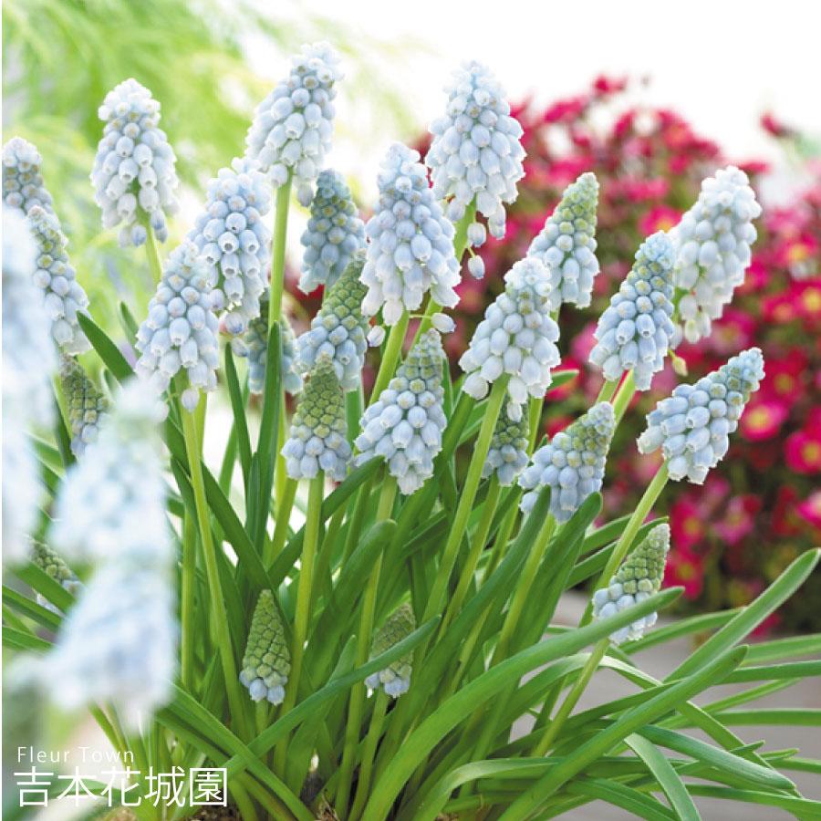 ムスカリ球根 バレリエフィネス 5球セット 予約品 18kyuukon612 Fleurtown吉本花城園 通販 Yahoo ショッピング