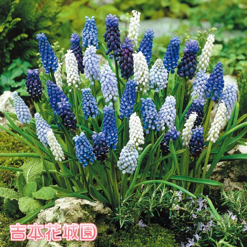 21年 入荷なし ムスカリ球根 ミックス 5球セット 予約品 19kyuukon819 Fleurtown吉本花城園 通販 Yahoo ショッピング