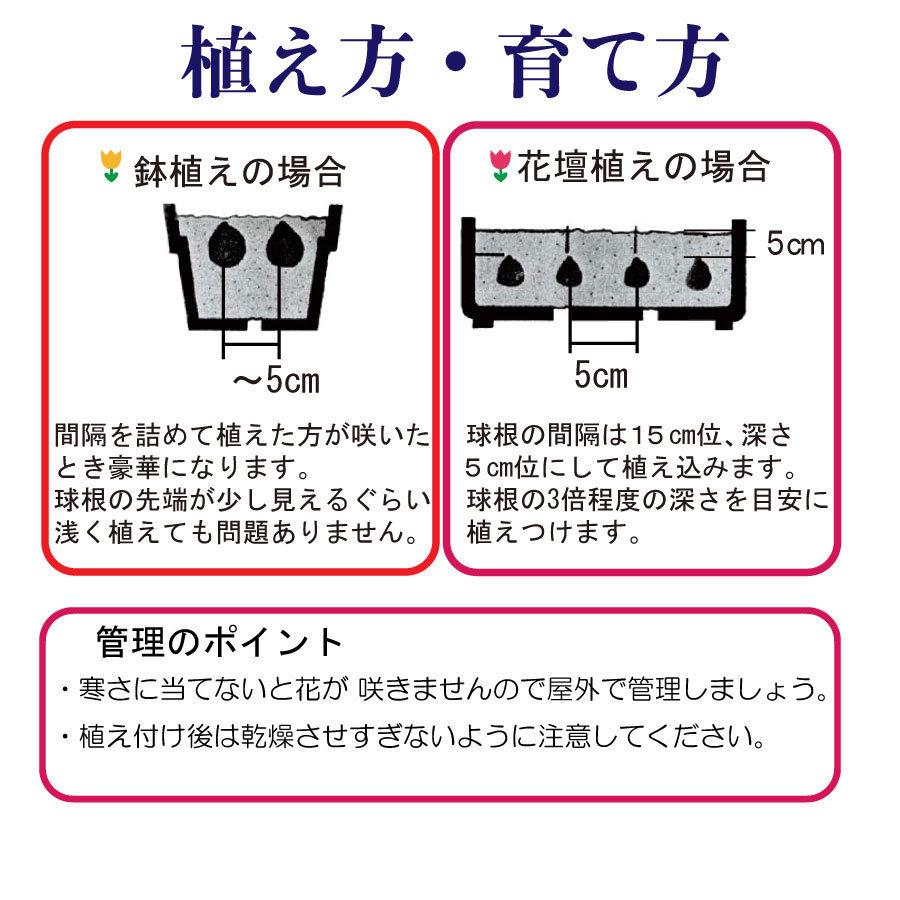 ムスカリ 球根 アルメニアカム 大量 30球セット｜kajoen｜04