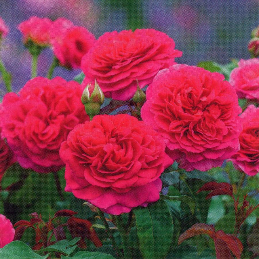 独特の素材期間限定さらにお値下げ中‼️ガブリエル バラ バラ苗 植物