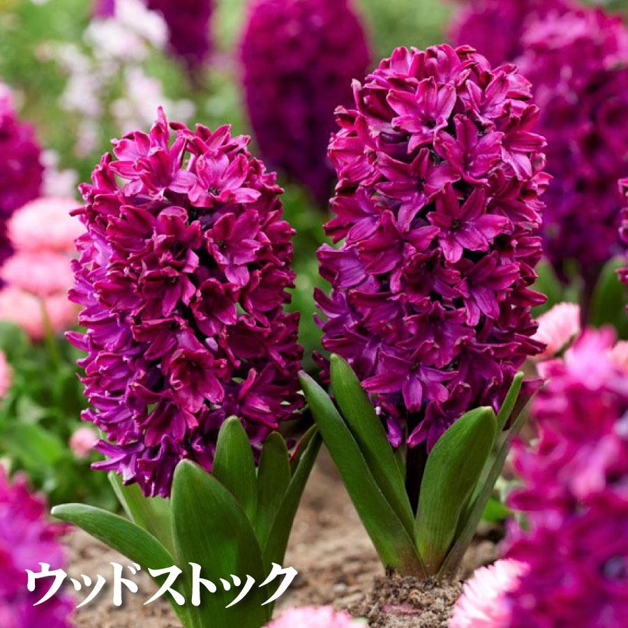 吉本花城園 【予約品】 ヒヤシンス 球根 4球セット Aセット 白ネット 4