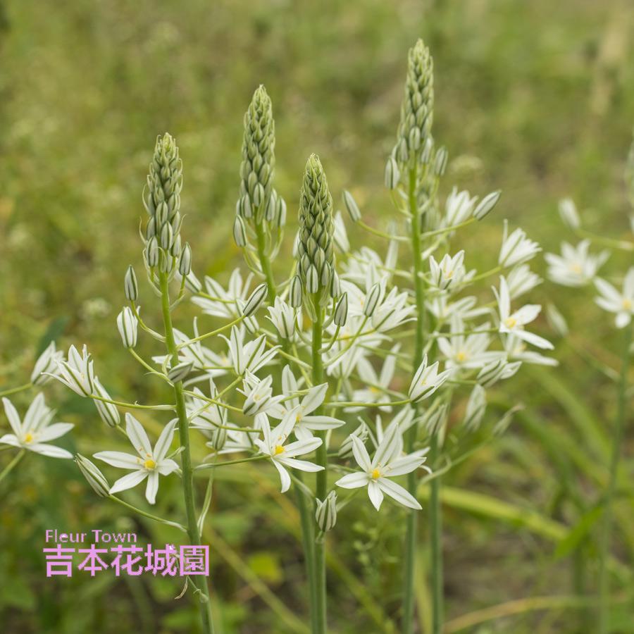 オーニソガラム ポンティクム ソチ 球根 2球 22kyuukon924 Fleurtown吉本花城園 通販 Yahoo ショッピング