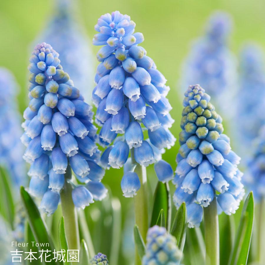 吉本花城園 爆買 ご予約品9月中旬以降順次発送 ムスカリ