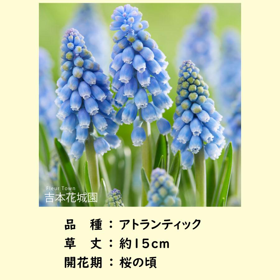 吉本花城園 ご予約品9月中旬以降順次発送 ムスカリ アトランティック