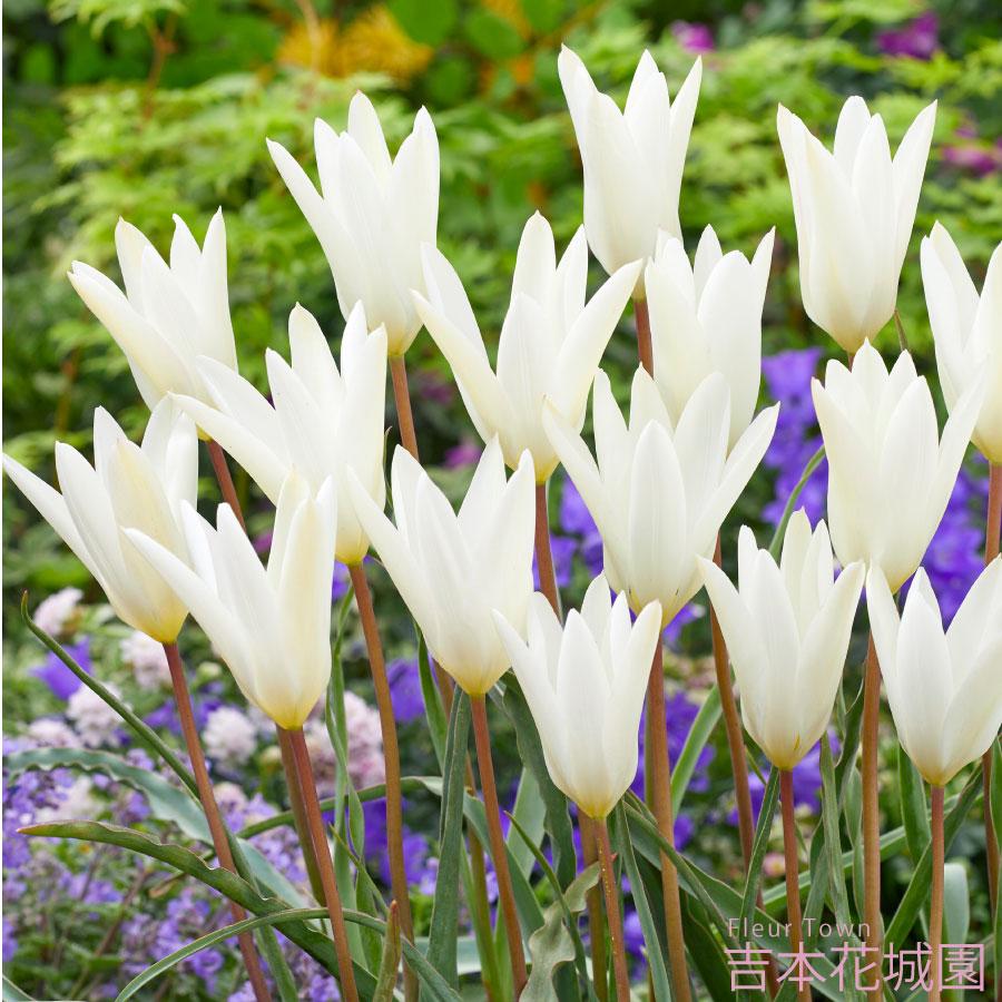 吉本花城園 秋植え球根 ワイルド チューリップ クルシアナシルビア