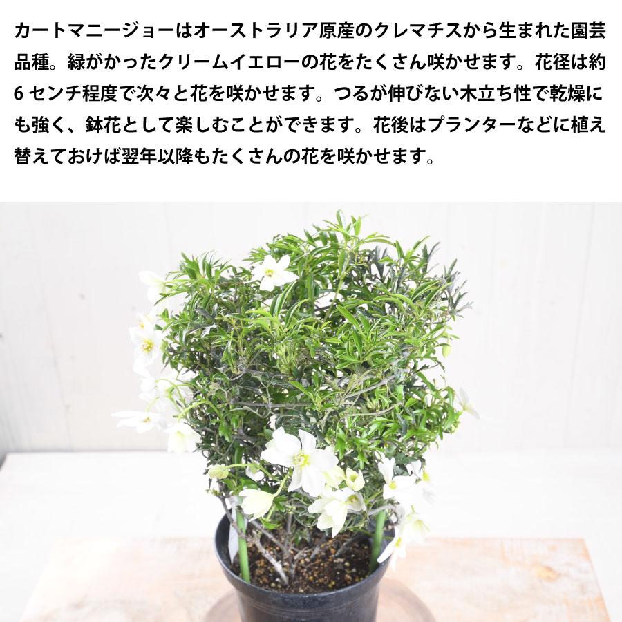吉本花城園 常緑クレマチス カートマニージョー 5号鉢 あんどん仕立て