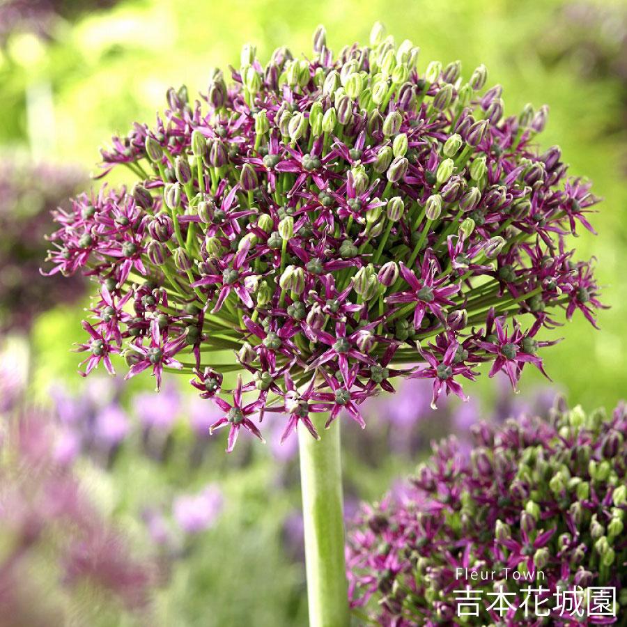 吉本花城園 秋植え球根 アリウムマジック 球根 3球 春が楽しみ！秋植え