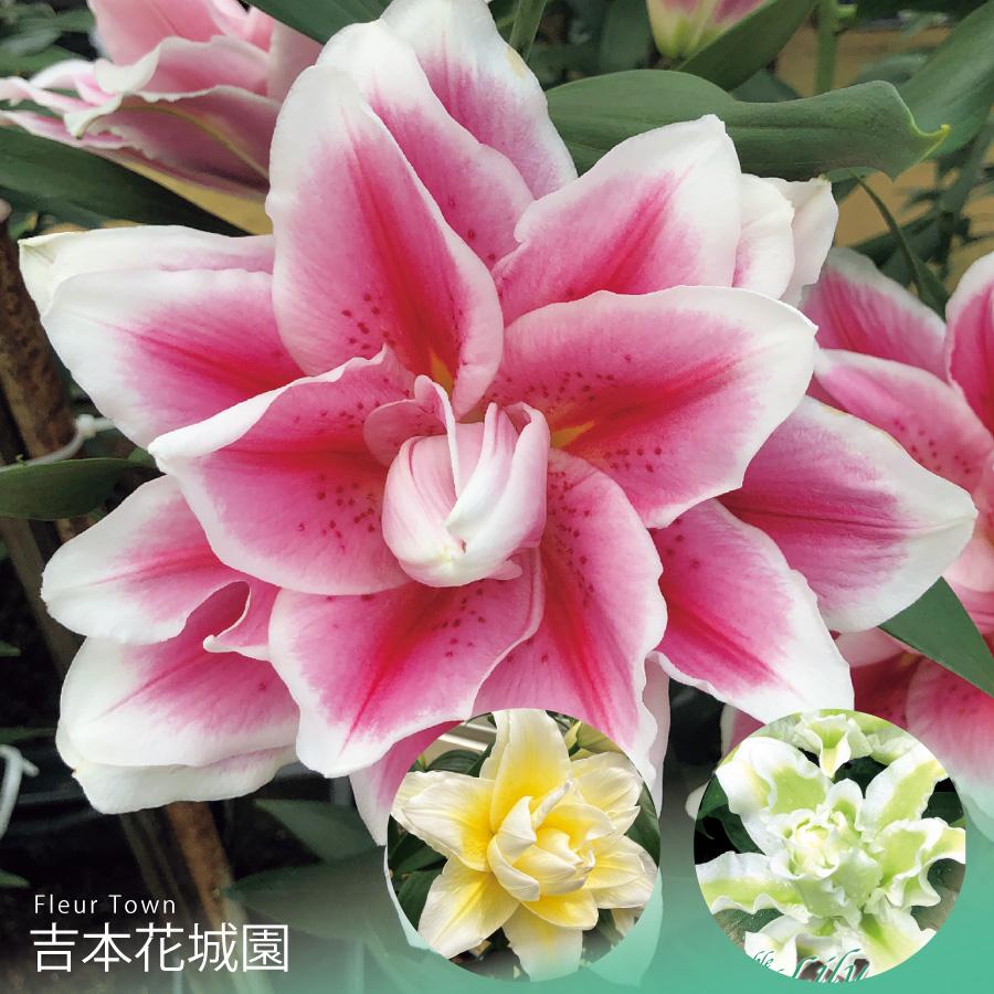 吉本花城園 秋植え球根 オリエンタル百合 ダブルグラデーションリリー