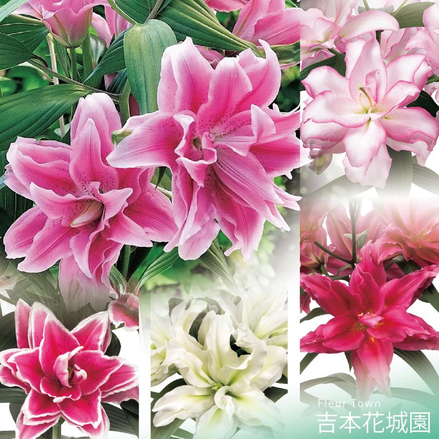 吉本花城園 秋植え球根 八重咲きオリエンタル百合 ローズリリー