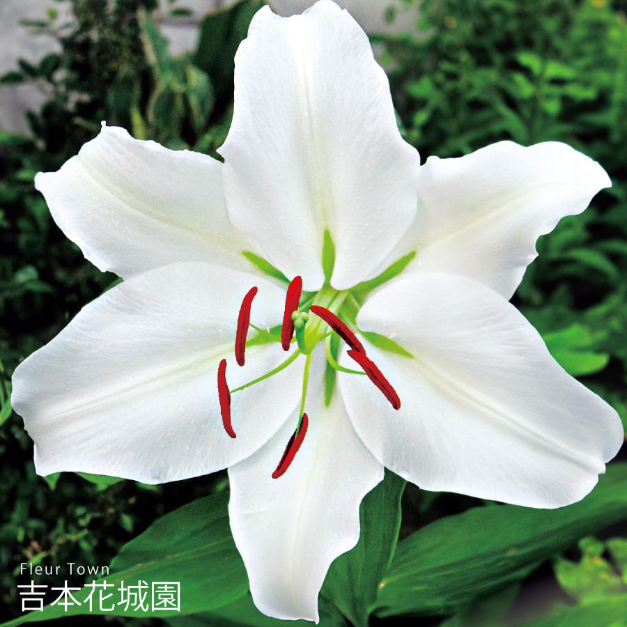 吉本花城園 秋植え球根 スーパージャイアントカサブランカ 百合 ユリ
