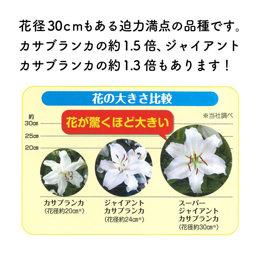 吉本花城園 爆買 秋植え球根 スーパージャイアントカサブランカ