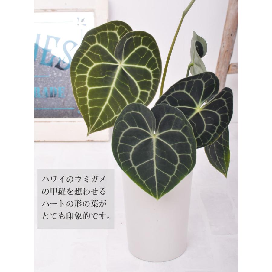 吉本花城園 観葉植物 原種 アンスリューム クラリネルビウム 5号