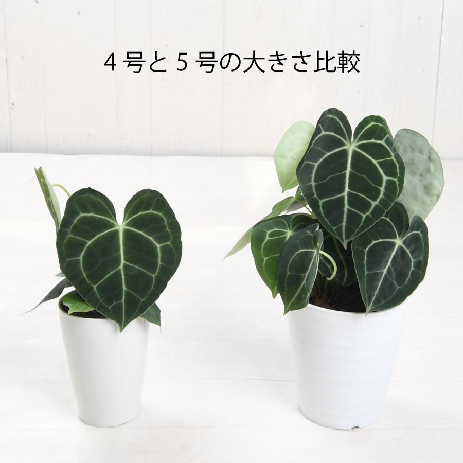 吉本花城園 爆買 観葉植物 原種 アンスリューム クラリネルビウム 5号