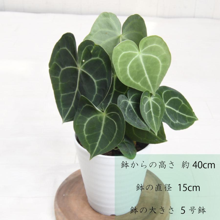 吉本花城園 観葉植物 原種 アンスリューム クラリネルビウム 5号
