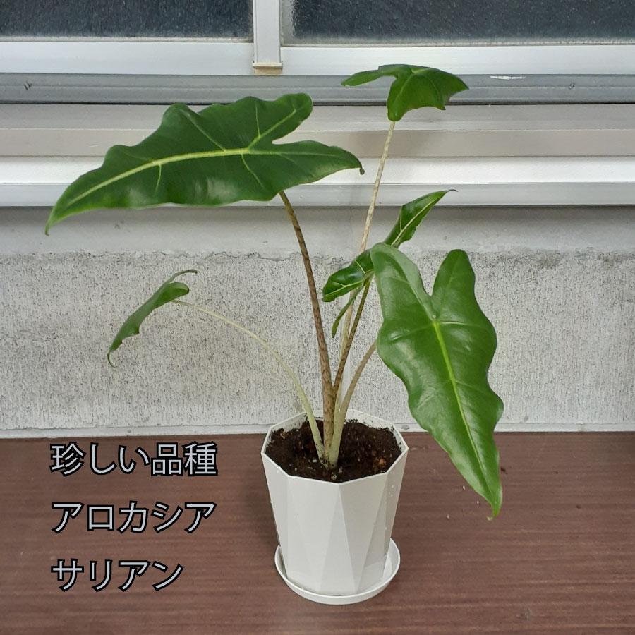吉本花城園 アロカシア サリアン 観葉植物 珍しい品種 希少 4号 鉢植え