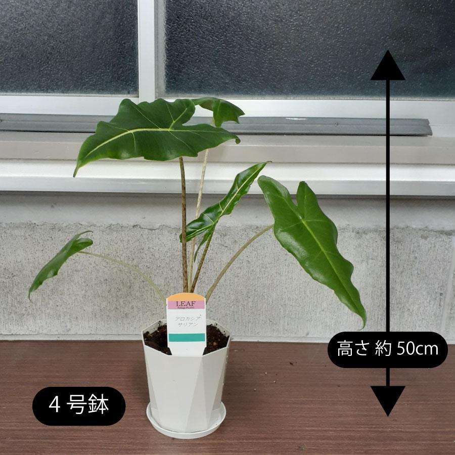 吉本花城園 アロカシア サリアン 観葉植物 珍しい品種 希少 4号 鉢植え