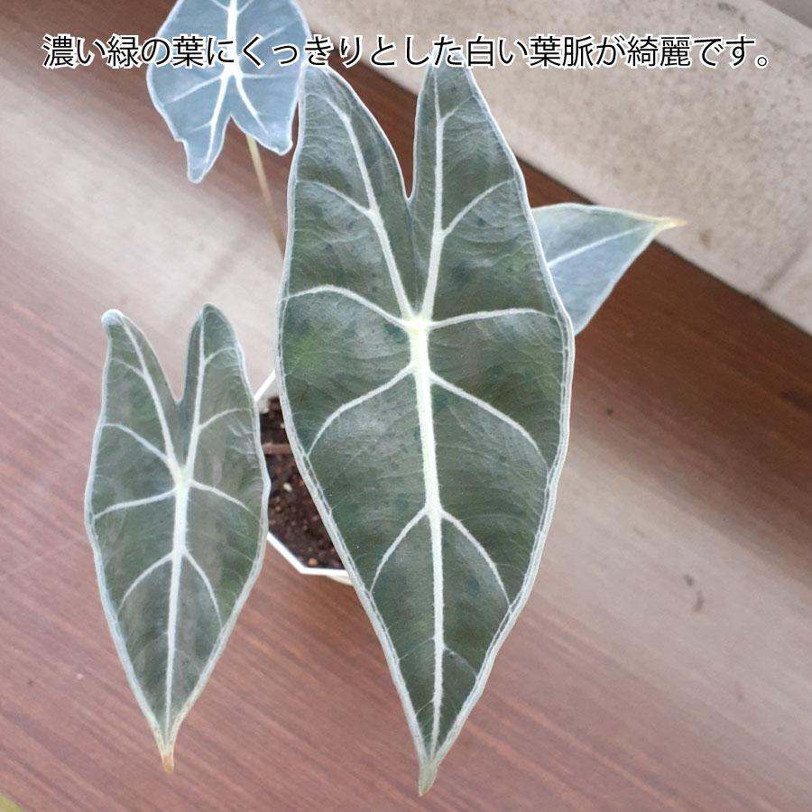 吉本花城園 アロカシア ロンギロバ ワトソニアナ ワトソニア