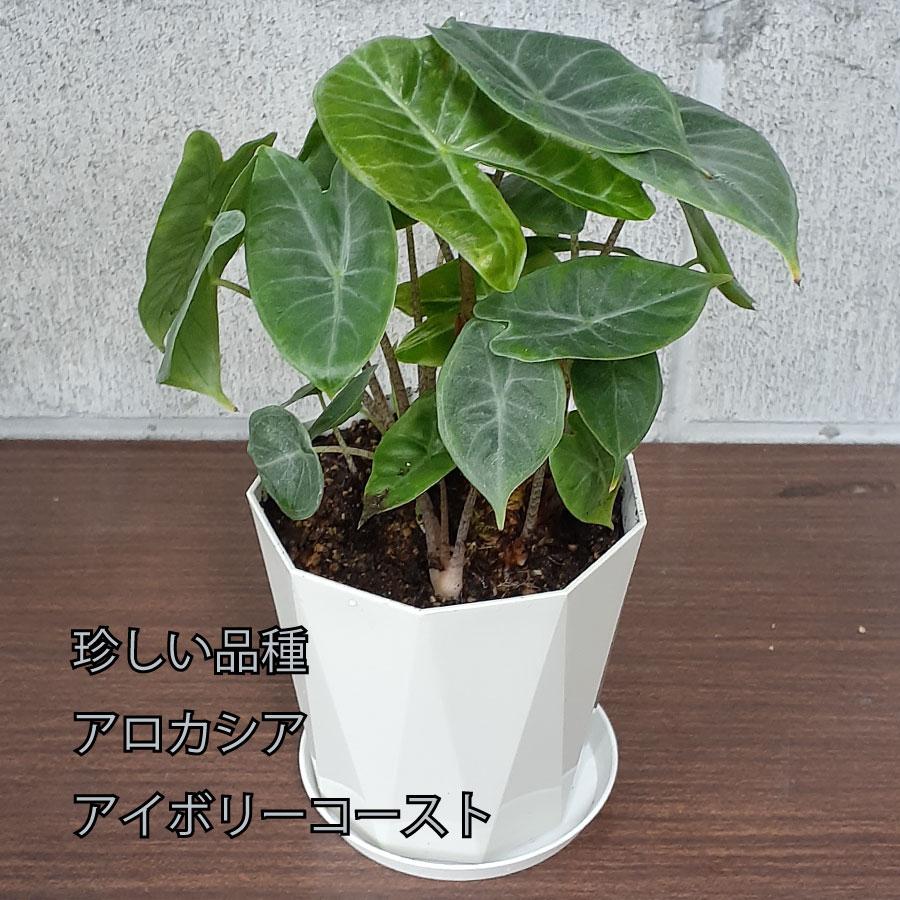 吉本花城園 アロカシア アイボリーコースト アマゾニカ 観葉植物