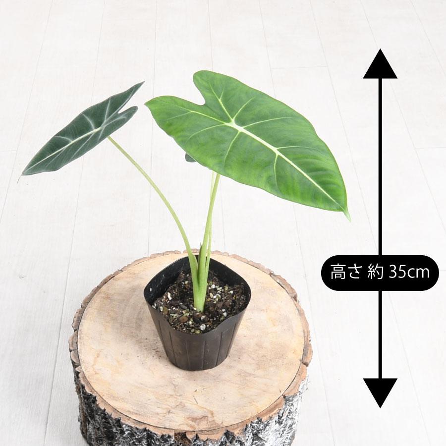 アロカシア 中型 植物 PLANCHU 観葉植物 アロカシア ブラックゼブリナ 8号スリット鉢 受け皿 その他観葉植物