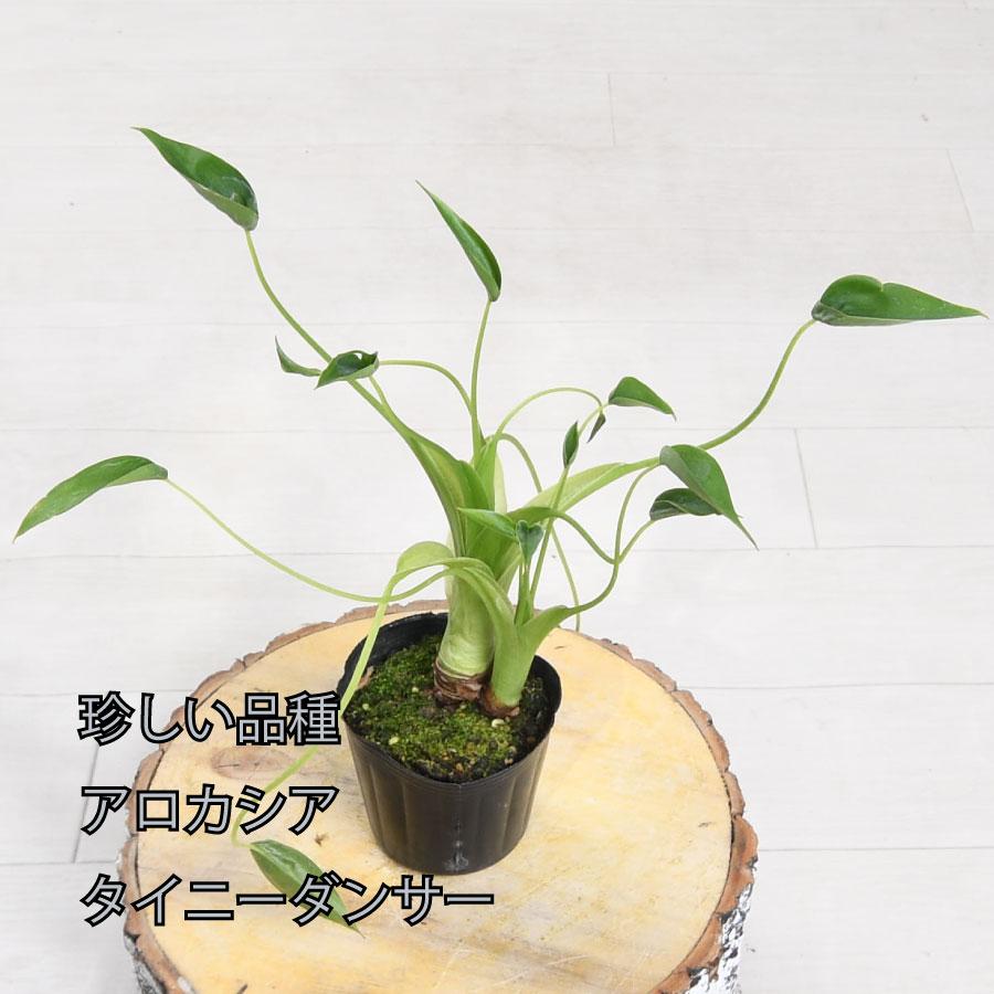 吉本花城園 アロカシア タイニーダンサー 観葉植物 珍しい品種 希少 3