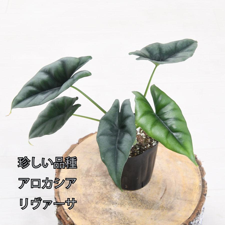 アロカシア スモー