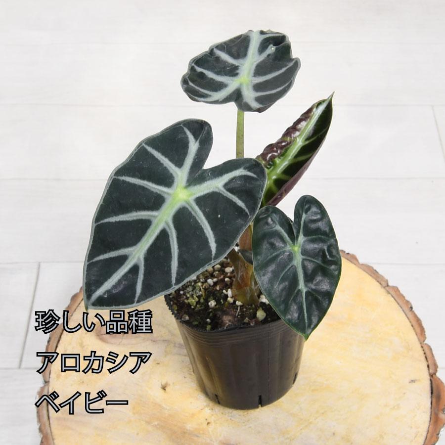 吉本花城園 爆買 アロカシア ハートバルーン ベイビー 観葉植物 珍しい