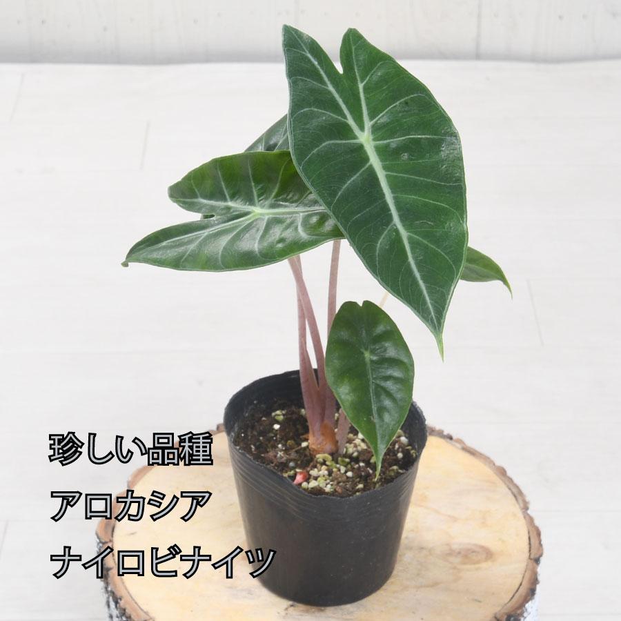 吉本花城園 【レア品種】アロカシア ナイロビナイツ 観葉植物 珍しい