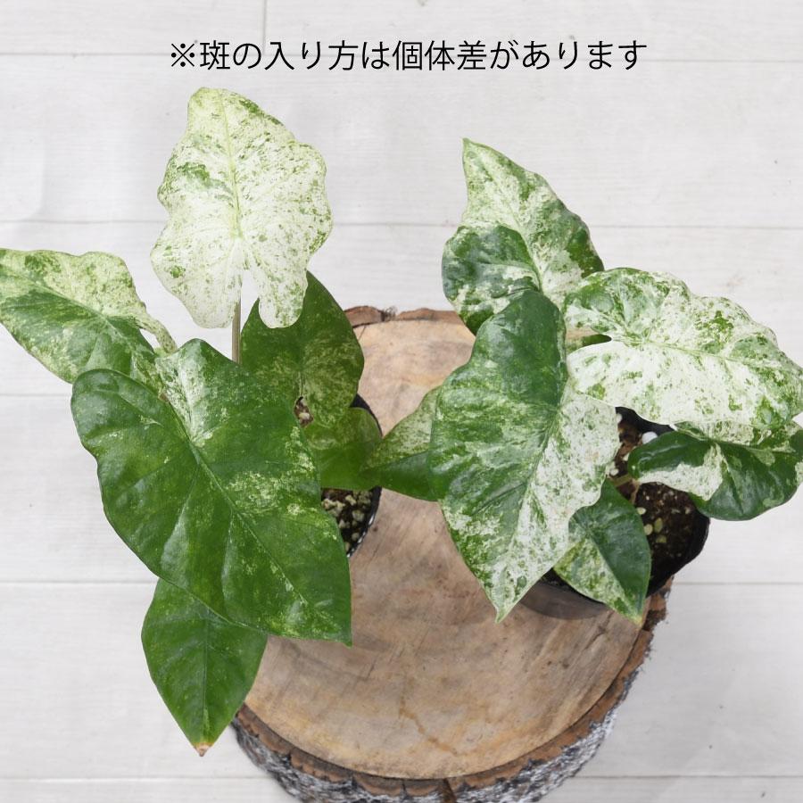 吉本花城園 アロカシア オドラ バリエガータ バティック 斑入り 観葉