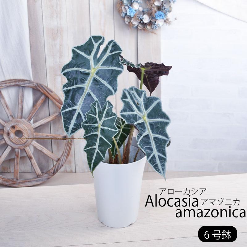 吉本花城園 観葉植物 アロカシア アマゾニカ 5号 鉢植え アローカシア