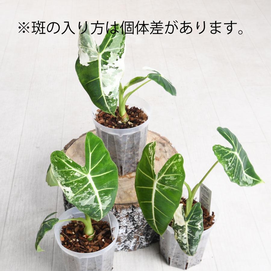 吉本花城園 アロカシア グリーンバタフライ ねこチップ ネガミエル 4号