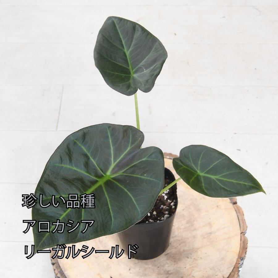 吉本花城園 アロカシア リーガルシールド 観葉植物 珍しい品種 希少 3
