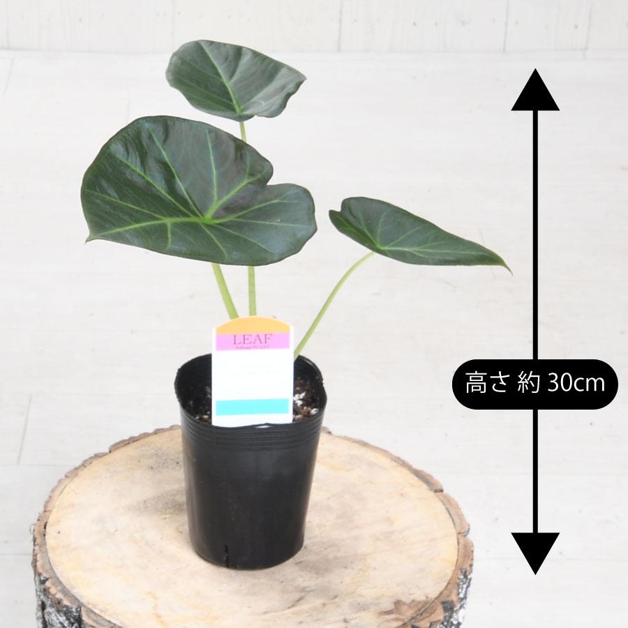 吉本花城園 アロカシア リーガルシールド 観葉植物 珍しい品種 希少 3