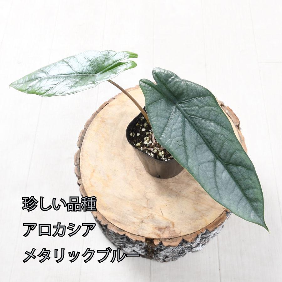 吉本花城園 アロカシア メタリックブルー 観葉植物 珍しい品種 希少 3