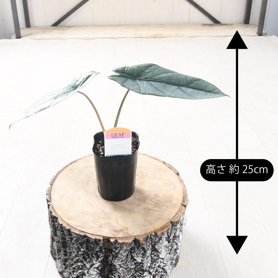 吉本花城園 アロカシア メタリックブルー 観葉植物 珍しい品種 希少 3