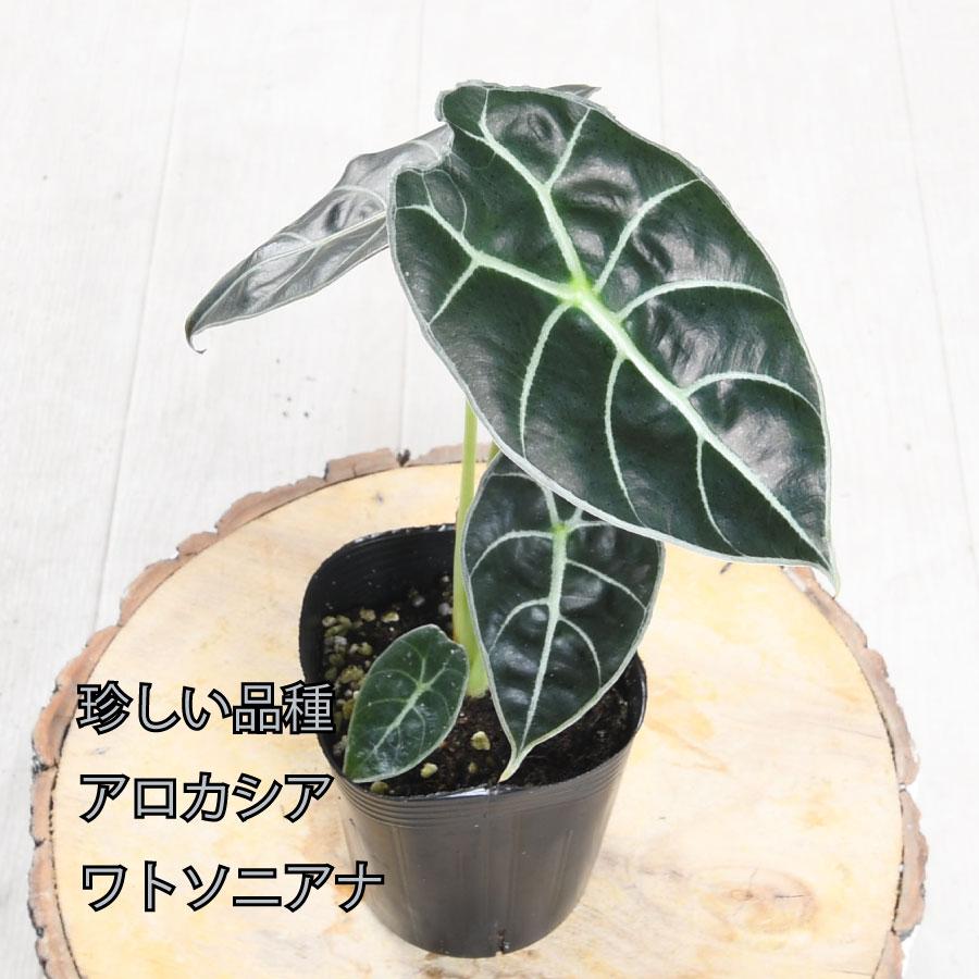 吉本花城園 アロカシア ワトソニアナ 観葉植物 珍しい品種 希少 3号