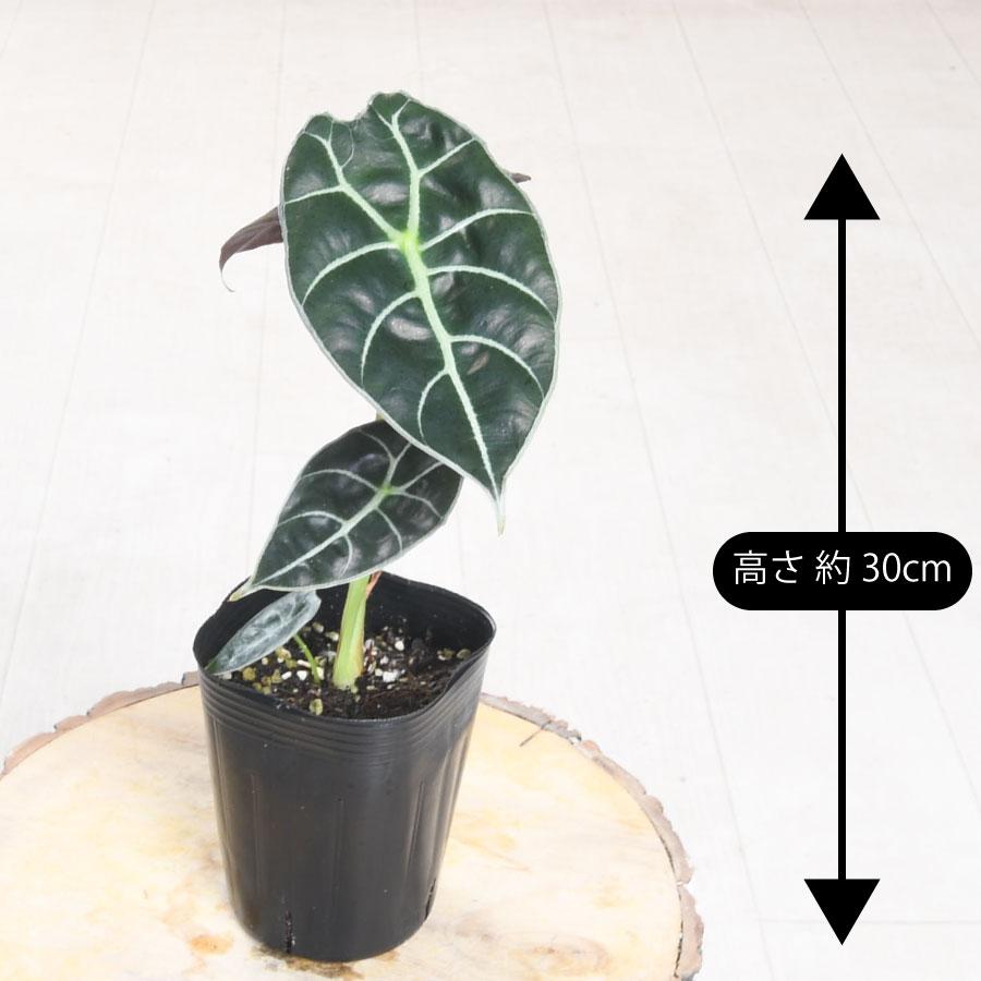 吉本花城園 アロカシア ワトソニアナ 観葉植物 珍しい品種 希少 3号