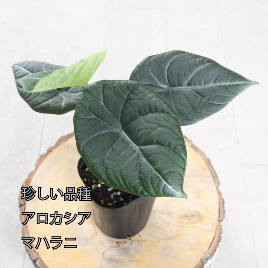 吉本花城園 アロカシア マハラニ 観葉植物 珍しい品種 希少 3号 ポット