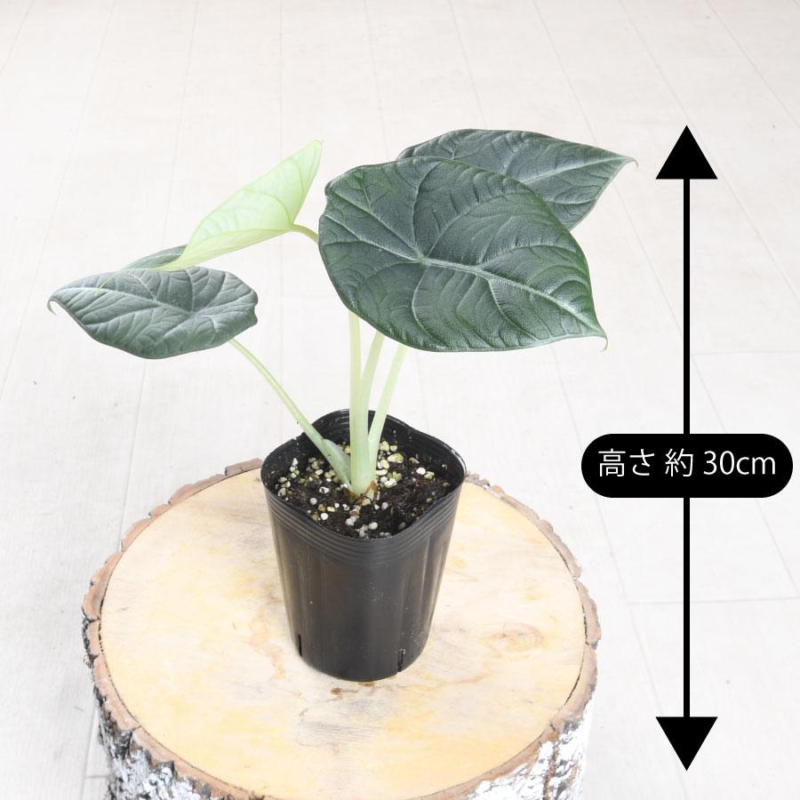 吉本花城園 アロカシア マハラニ 観葉植物 珍しい品種 希少 3号 ポット