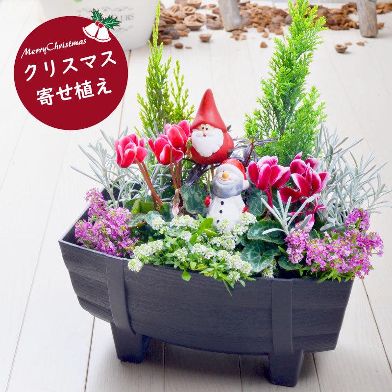 予約品 12月上旬より順次発送 クリスマス 寄せ植え 玄関 店舗前の花飾りに プレゼントやギフトにもおすすめ 鉢花 花苗 コニファー サンタクロース スノーマン | 吉本花城園